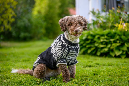 Talviyö - Winter Night Dog Sweater PDF English/englanti